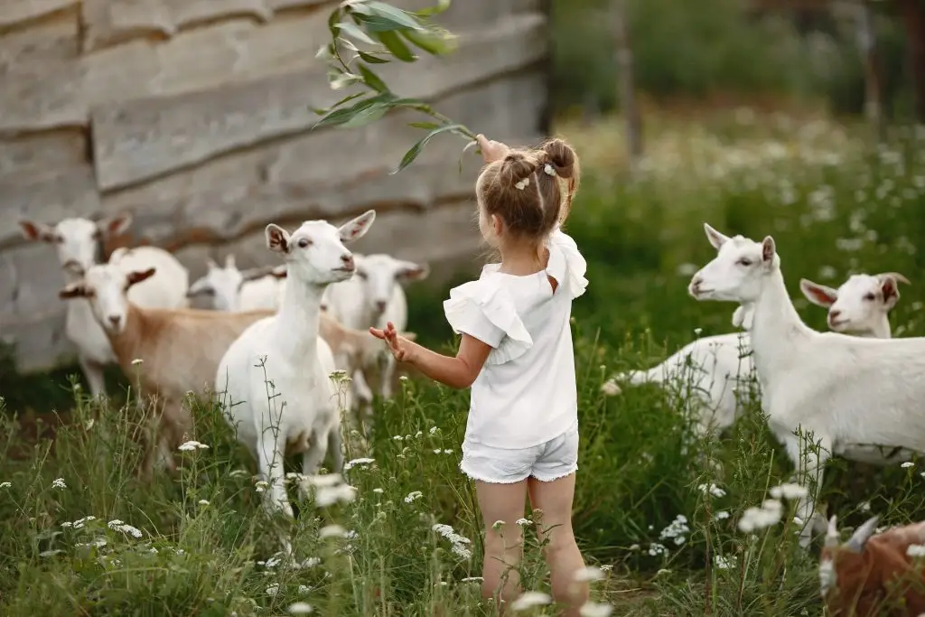 Kinderboerderij in Drachten