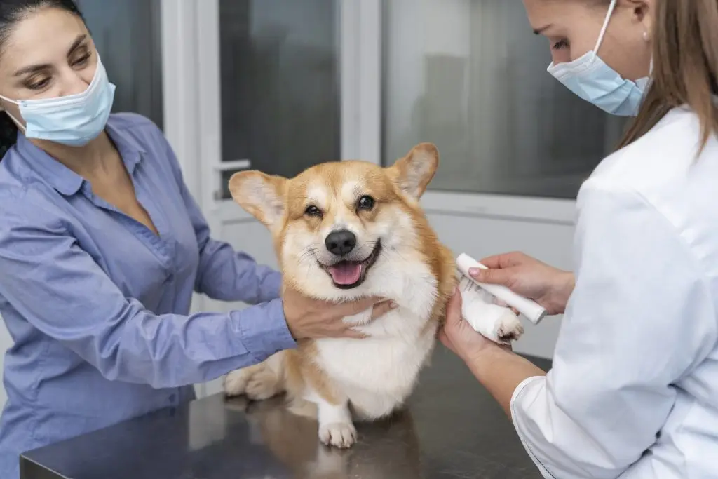 Dierenkliniek in Drachten