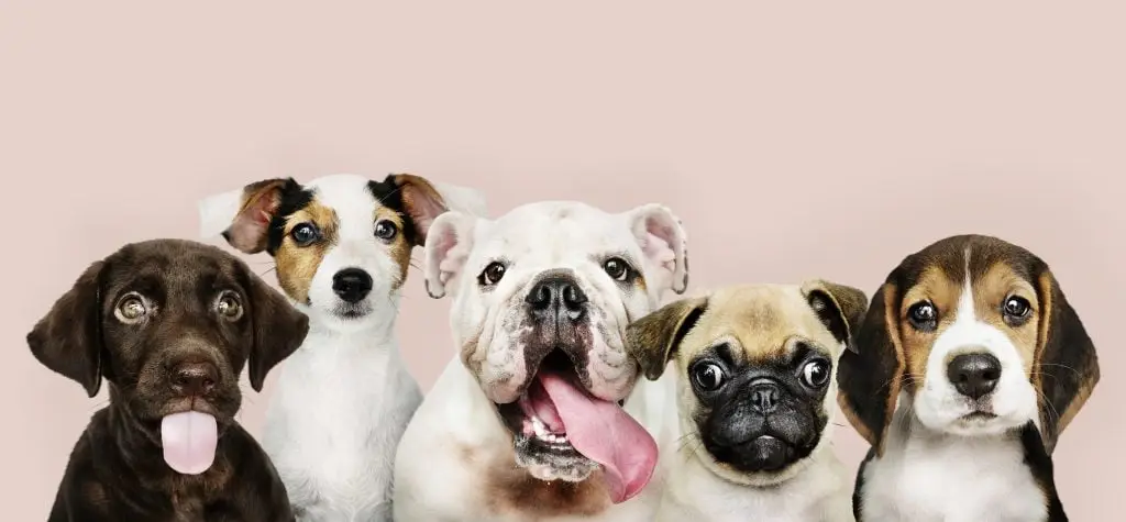 Dierenwinkel in Drachten